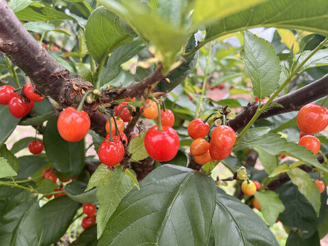 櫻桃種植園