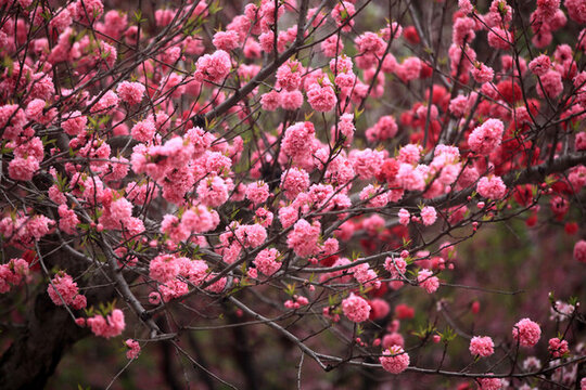 桃花