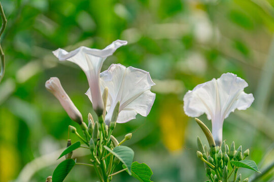 白色開花植物牽?；? loading=