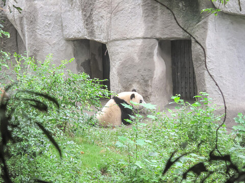 大熊貓
