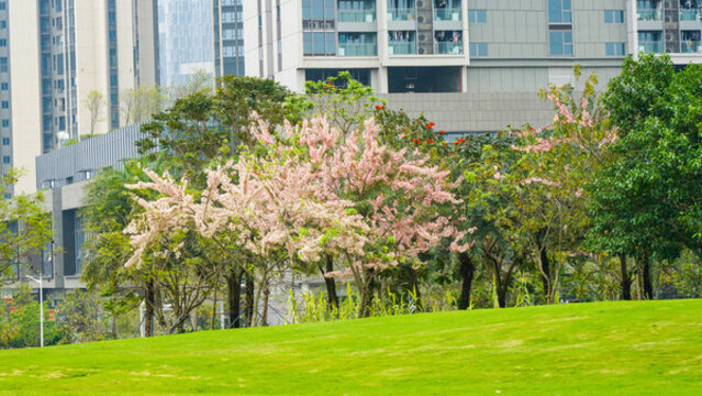 深圳光明區(qū)開明公園美麗春色