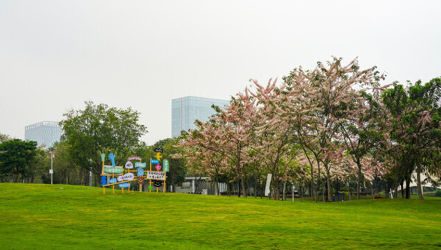 深圳光明區(qū)開明公園美麗春色