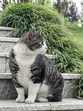 虎斑貓