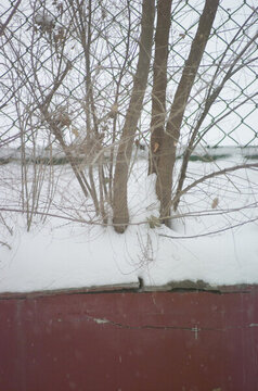春雪