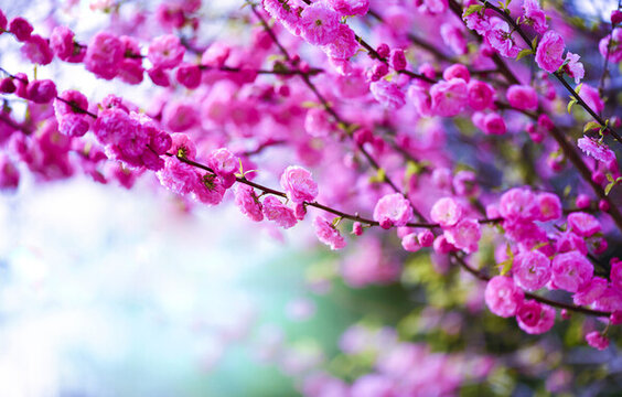 榆葉梅花