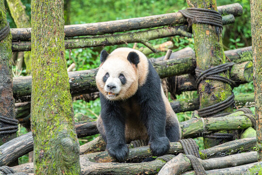 動物園玩耍的熊貓