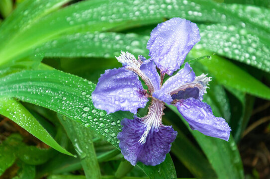 春天植物園盛開的藍(lán)紫色鳶尾花