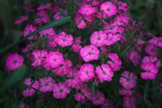 石竹花