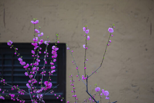 梅花