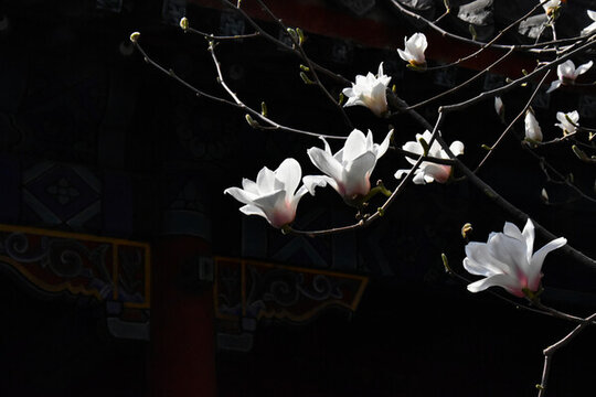 玉蘭花