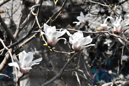 玉蘭花