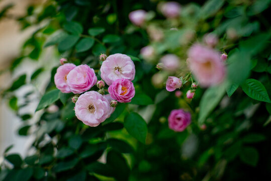 薔薇