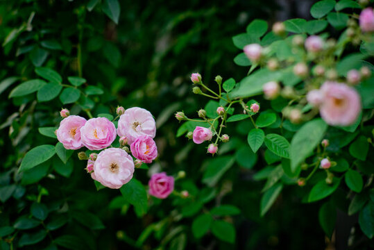 薔薇