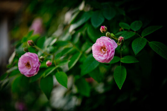 薔薇