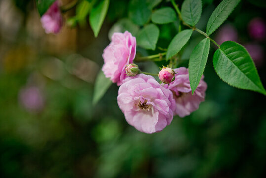 薔薇
