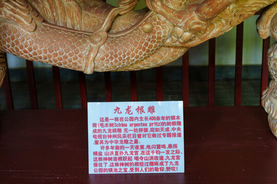 玉溪九龍池公園九龍根雕