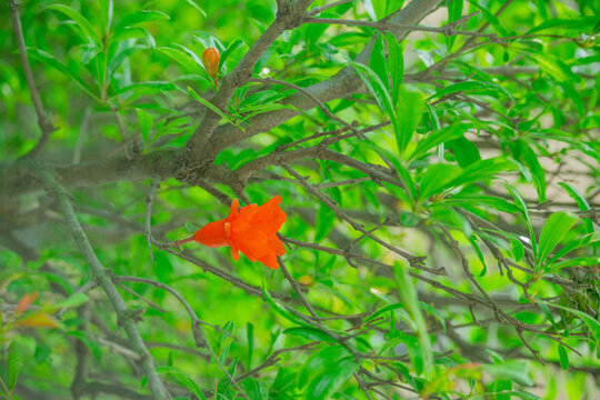紅色石榴花