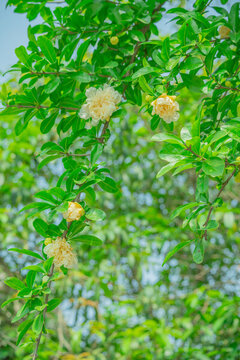 黃色石榴花