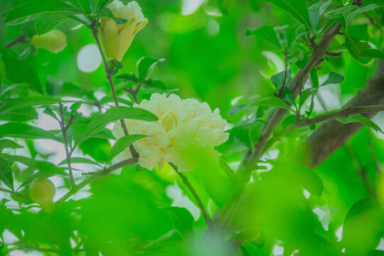 白色石榴花