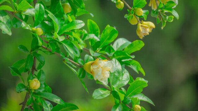 黃色石榴花