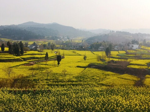 鄉(xiāng)村油菜花