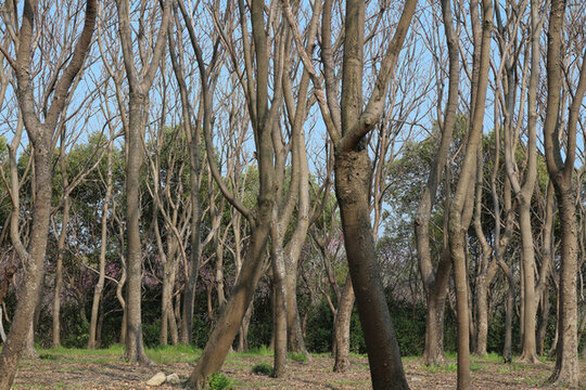 樹林
