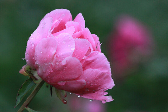 芍藥花