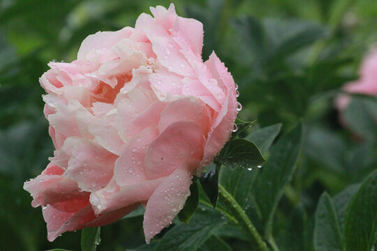 芍藥花