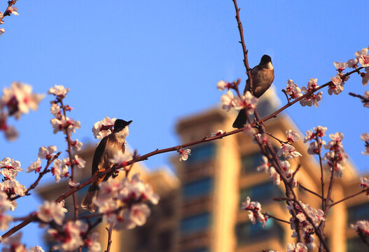 一雙畫(huà)眉在枝頭