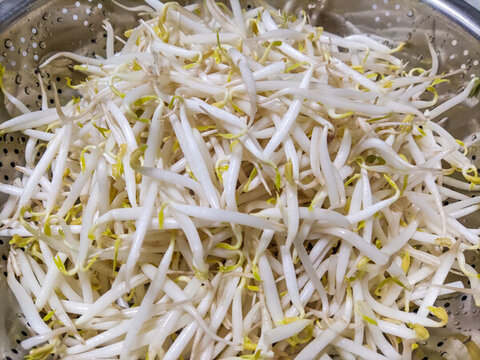 又短又胖的綠豆芽