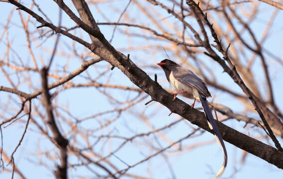 紅嘴藍(lán)鵲
