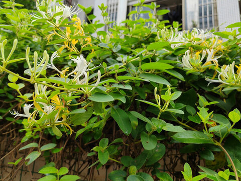 金銀花