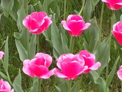 郁金香