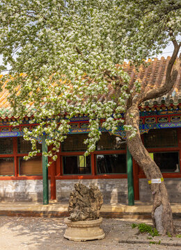 北海團(tuán)城三白
