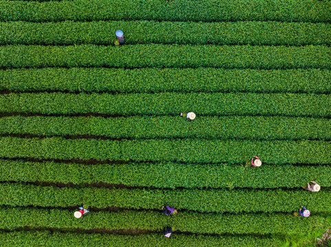 杭州梅家塢茶園