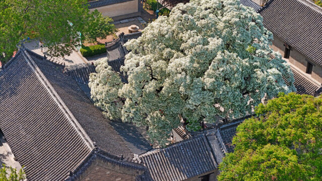 亞圣孟府流蘇