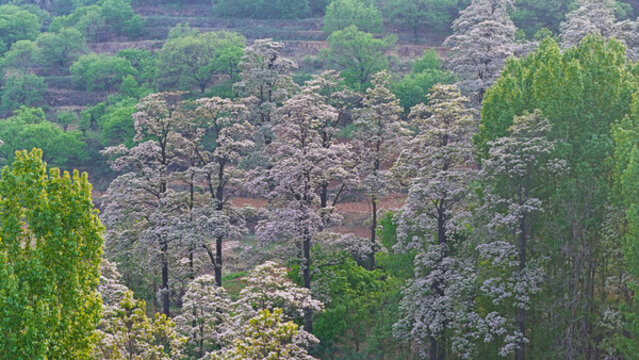 楸樹(shù)林