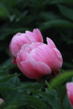 芍藥花