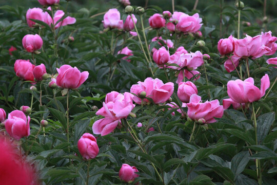 芍藥花