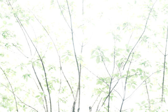 寫意流蘇花