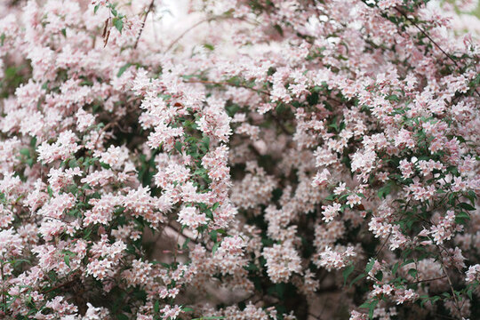 猬實(shí)花