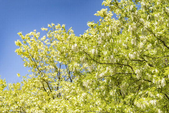 槐樹(shù)花