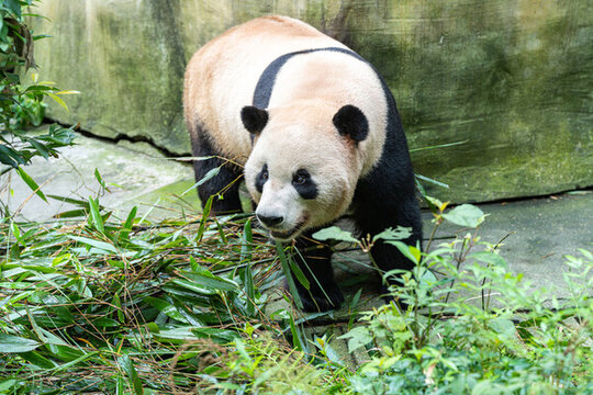 動物園玩耍的熊貓