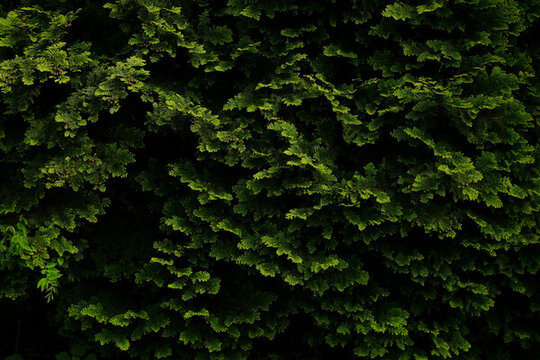 綠色植物墻