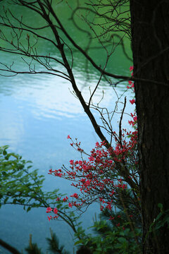 云霧杜鵑花