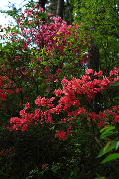 云霧杜鵑花