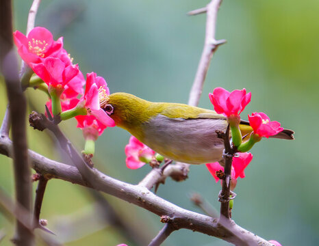 吃花蜜的灰腹繡眼鳥