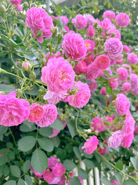 南京七橋甕公園路邊薔薇