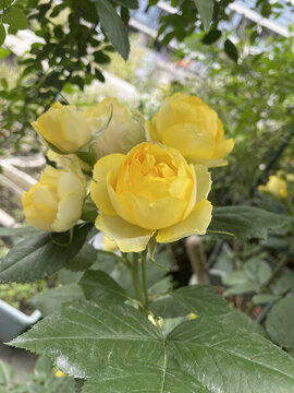 黃色的月季花