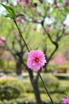碧桃花